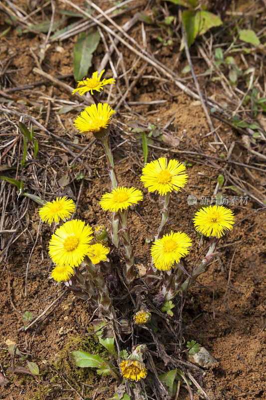 Tussilago farfara(小马的脚)